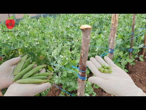 Видео: Горох лучше сеять осенью или весной? Узнайте плюсы и минусы!