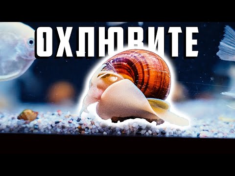 Видео: ОХЛЮВИ - ПОЛЕЗНИ ИЛИ ВРЕДНИ ЗА АКВАРИУМА