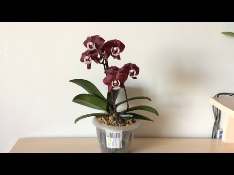 Видео: Расцвела Каода Твинкл 2 цветоноса! Орхидея фаленопсис Kaoda Twinkle домашнее цветение.