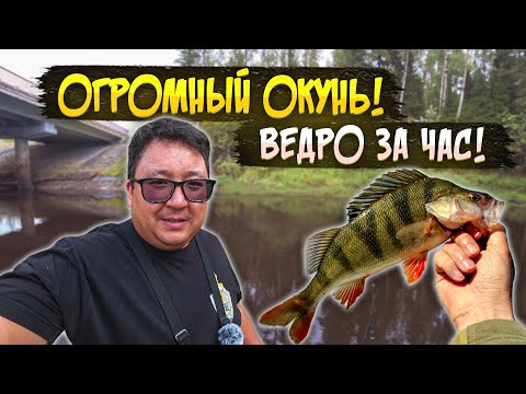 Видео: КЛЮЕТ НА КАЖДОМ ЗАБРОСЕ. Я такого еще не видел. Рыбалка на Севере.