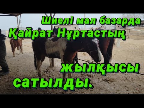 Видео: Қызылорда облысы,Шиелі мал базары Жылқы,Сиыр,Өгіз,Қой,Ешкі 16.12.2023 жыл