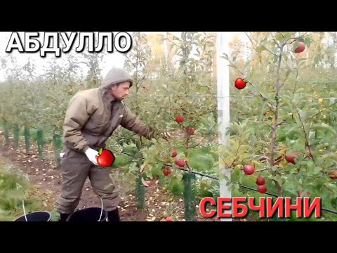 Видео: АБДУЛЛО СЕБЧИНИ