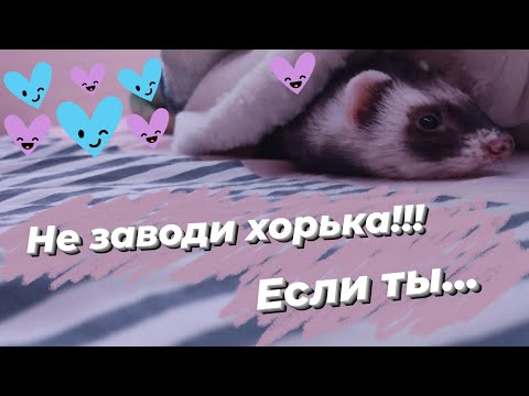 Видео: НЕ ЗАВОДИ ХОРЬКА если... Кому не стоит заводить хорька!?!// Snezhana