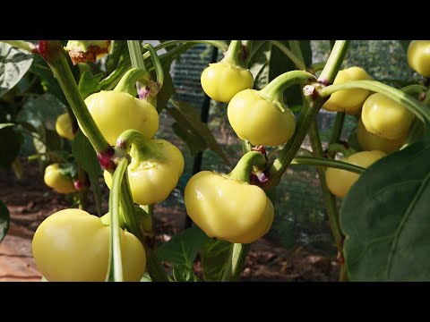 Видео: Эти два растения обеспечивают самое сильное органическое удобрение! Крапива и...