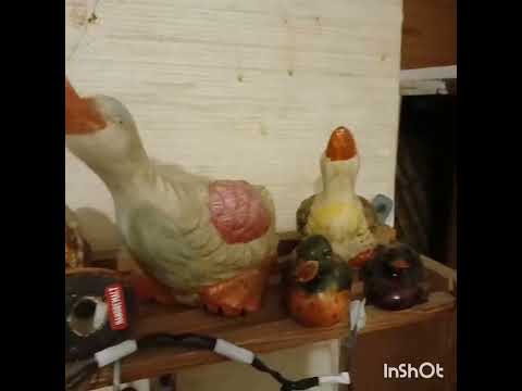 Видео: 11 ноября 2025 г.