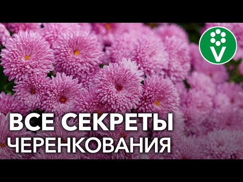 Видео: Как из одного куста хризантемы получить 10? Секреты черенкования хризантем