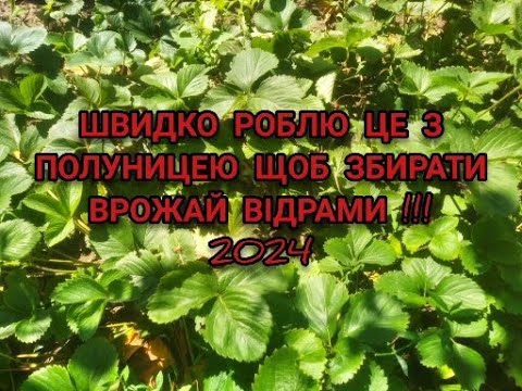 Видео: ШВИДКО РОБЛЮ ЦЕ З ПОЛУНИЦЕЮ ДЛЯ ВЕЛИКОГО ВРОЖАЮ НА СЛІДУЮЧИЙ РІК БЕЗ ЗАХВОРЮВАНЬ ТА ШКІДНИКІВ !!?