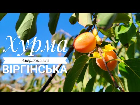 Видео: Хурма "Віргінська" (американська), перше плодоношення сіянця, дегустація. Жовтень, 2024