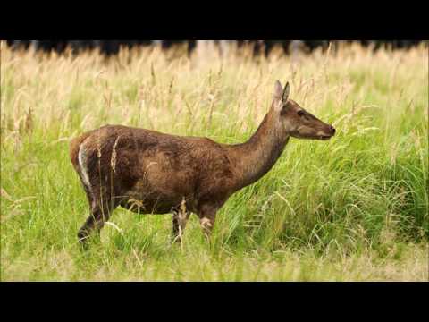 Видео: Кошута - Старопланински легенди - Йордан Йовков