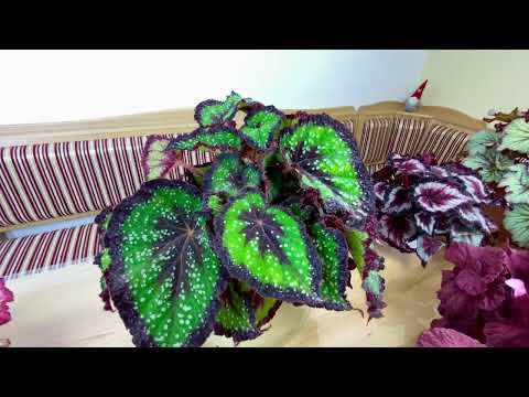 Видео: Проверьте себя на эту ошибку! Выбор горшка для бегонии. #begonia #бегонии