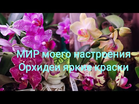 Видео: 13.01.25 Орхидеи цветение обзор коллекции, Орхидеи и хойии совместимость при посадке.