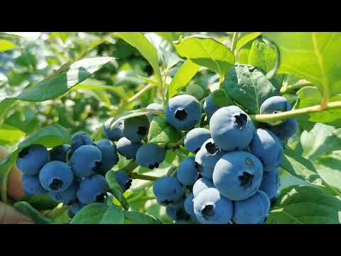 Видео: Обзор голубики 18 июля в Воронеже. Что влияет на размер ягоды?