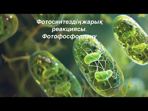 Видео: Фотосинтездің жарық реакциясы. Фотофосфорлану
