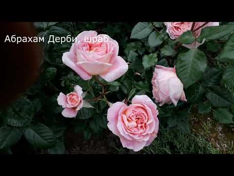 Видео: ✿➽  Розы в саду 🌺🌿сезон 2020🌺🌿 часть 2