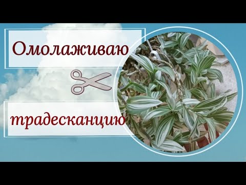 Видео: Омолаживаю ✂🪴 традесканцию.