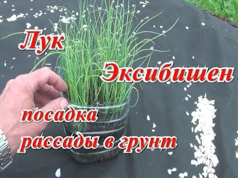 Видео: Сажаем лук Эксибишен на грядку.