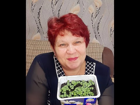 Видео: Всхожесть БАЗИЛИКА  100% за 2 дня📌💯  Правильный полив ПЕТУНИЙ❗📌  Нет "Черной ножке"🛑