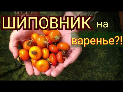 Видео: ШИПОВНИК МОРСКОЙ ОЧЕНЬ КРУПНЫ на Варенье. Ягода на побережье моря.