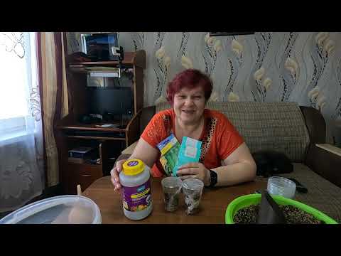 Видео: Сеем огурцы для теплицы!! Какие сорта самые лучшие!! Сроки посева!!