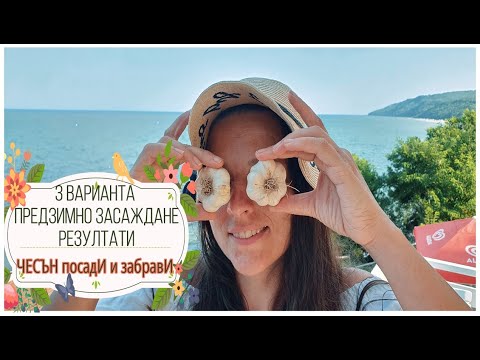 Видео: На практика,част2, РЕЗУЛТАТИ от предзимно засаждане на чесън по технология ПосадИ и забравИ под мулч