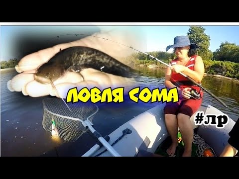 Видео: Ловля сома. Поймали мини catfish. Река Припять.Вильча.