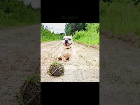 Видео: Памяти Французского Бульдога "Мартина Лютера КИНГА" #Shorts