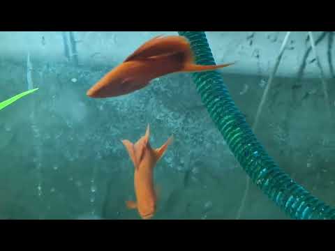 Видео: #Мечи кинг-конг флаг 😊