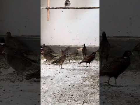 Видео: 1 октября 2025 г.