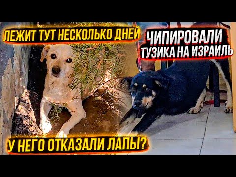 Видео: Его задавили и не оказали помощь🤬. Лежал он несколько дней. Тузика Чипируем на Израиль. Рада🤦‍♀️