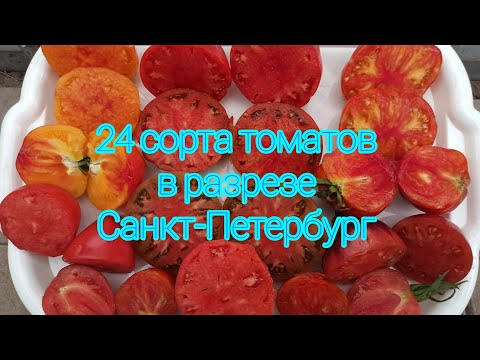 Видео: Томаты. 24 сорта в разрезе. Самые урожайные и вкусные.