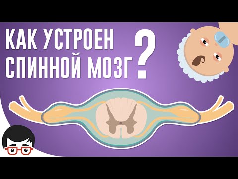 Видео: Как устроен спинной мозг?