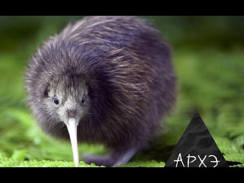 Видео: Борис Жуков: "Эволюционные ловушки"