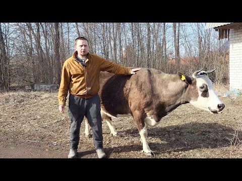 Видео: ‼️Затрати на корову 🐮🥛❓безплатне  молоко від корови 🤔❓ціна 💰 тримання корів ❓