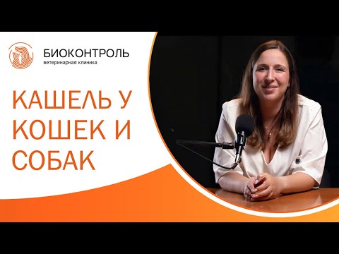 Видео: 🚨 Кашель у кошек и собак: разновидности, причины и лечение. Кашель у кошки причины и лечение. 12+