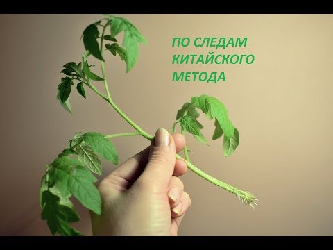 Видео: 1.По следам китайского метода.  Укореняю верхушки томатов.