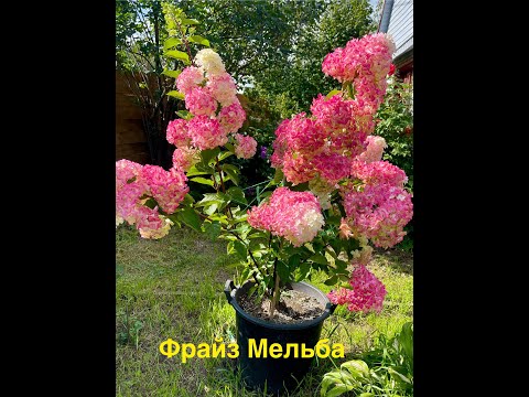 Видео: #Осенняя предварительная #обрезкагортензии#подготовкакзиме ч.2 #bonfire#metallica#beehappy#panzola