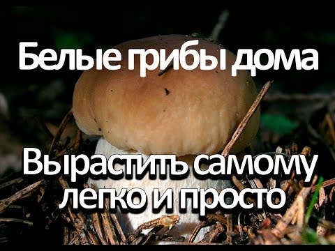 Видео: Как вырастить много белых грибов дома.