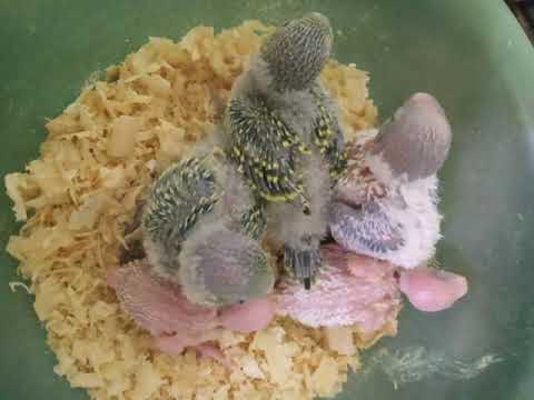 Видео: Нюансы гнездование.