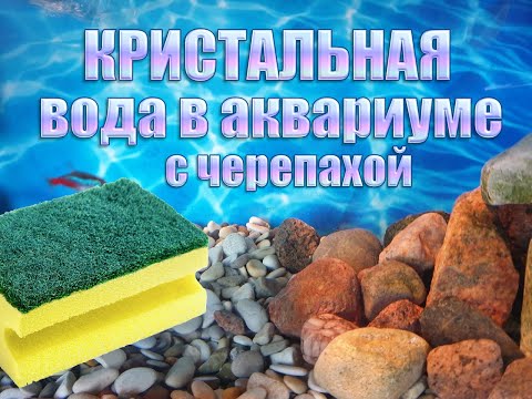 Видео: Кристальная вода в аквариуме с черепахой
