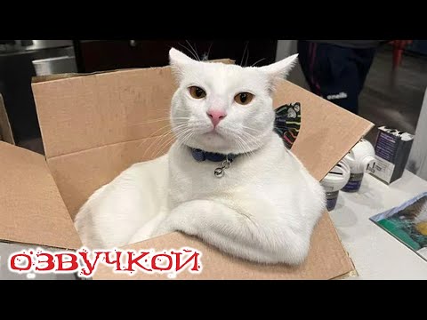 Видео: Приколы с котами! - С ОЗВУЧКОЙ! Самые смешные животные! - СМЕШНЫЕ КОТЫ!