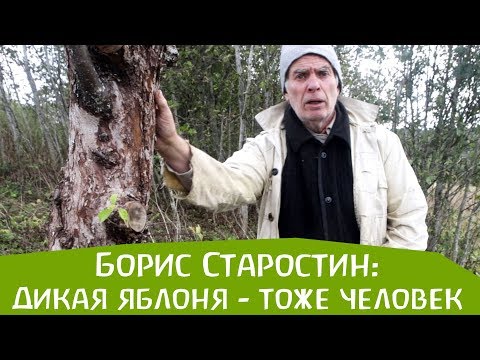 Видео: Дикая яблоня - тоже человек. Борис Старостин