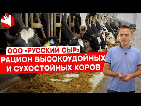 Видео: Рацион коров | Молочное животноводство