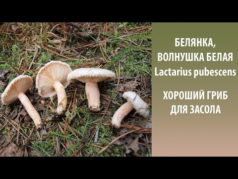 Видео: Белянка, Волнушка белая - хороший гриб для засола. Lactarius pubescens