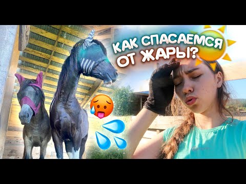 Видео: Мои БУДНИ с ЛОШАДЬМИ в Жару ☀️ Влог Коневладельца