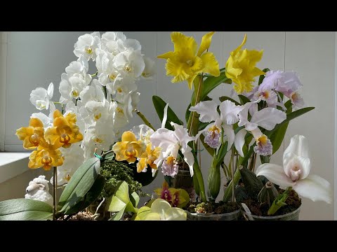 Видео: Орхидеи июня- цветущие и ближайшие ожидания!