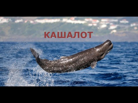 Видео: Кашалот. Интересные факты о самом большом плотоядном.