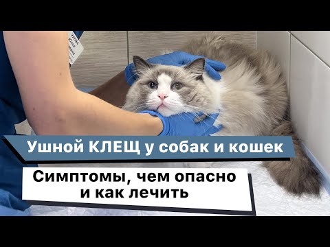 Видео: Ушной клещ у собаки и кошки. Симптомы и лечение