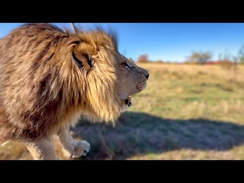 Видео: ДО МУРАШЕК! Лев Марсель ЗОВЁТ ХОЗЯИНА ДОМОЙ!