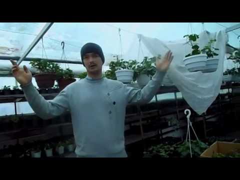 Видео: ПОЧЕМУ ЖЕЛТЕЮТ ЛИСТЬЯ У ГЕРАНИ? ЗАПАКОВКА ПОСЫЛКИ.