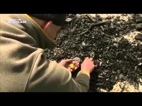 Видео: Что такое Янтарь? (Бурштин)